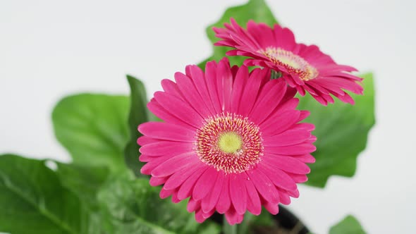 Water drops falling on a pink gerbera