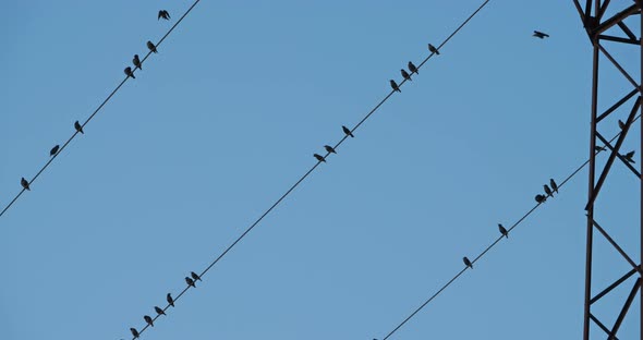 A flock of European starlings (Sturnus vulgaris) roost on overhead wires. Occitanie, France