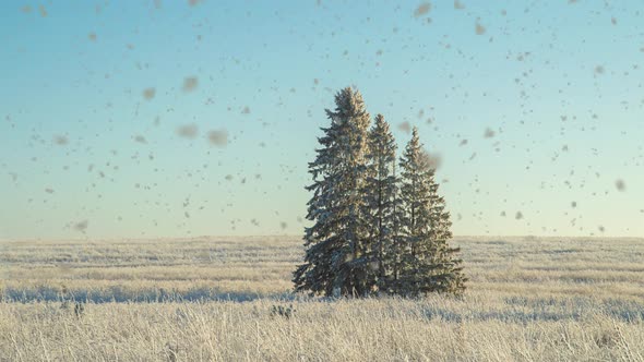 Winter Landscape in a Field with Three Snowcovered Fir Trees Beautiful Snowfall Sunny Weather