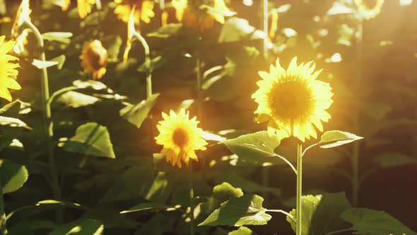 Bright Sunflower in Sunset Light with Closeup Selective Focus