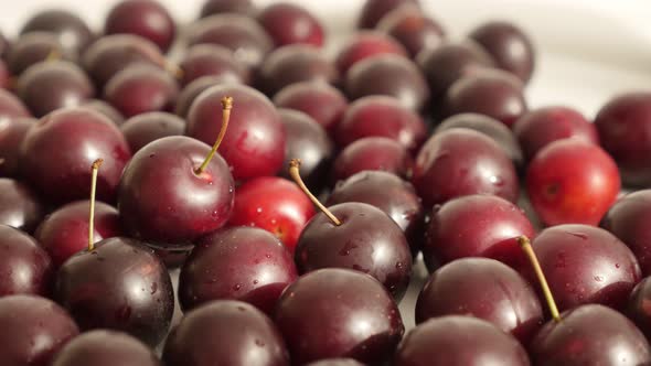 Fresh Prunus cerasifera red  fruit 4K 2160p 30fps UltraHD tilting footage - Close-up of organic cher