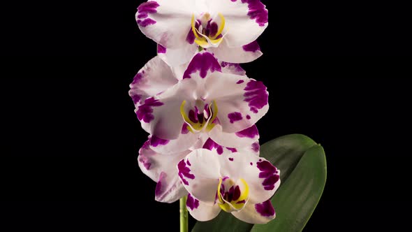 Blooming White - Magenta Orchid Phalaenopsis Flower