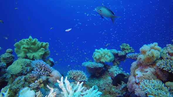 Underwater Scene Tropical Seascape