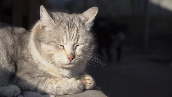 Homeless Gray Cat Lies on a Shabby Chair on the Street