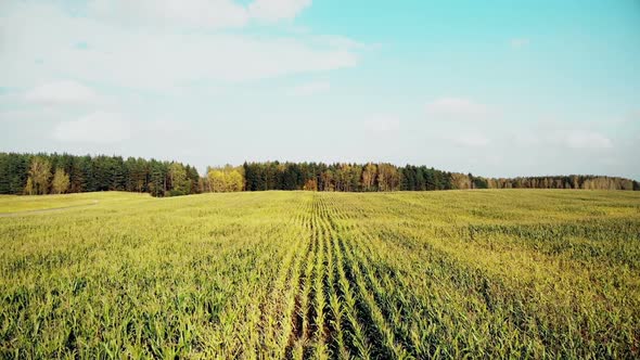 Cornfield Aerial, Flying Over Autumn Yellow Corn Field, Country Side, Top View, Shot From Drone