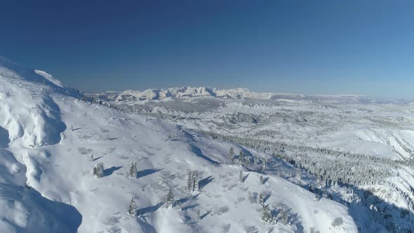 Flight Over the Snowcovered Spruce Forest with Mountains in the Background