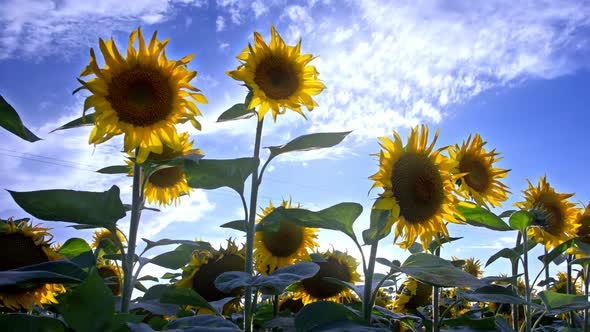 Sunflowers