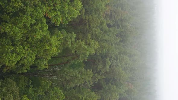 Vertical Video Fog in the Forest Aerial View