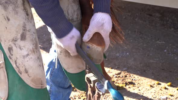 A farrier grooms a horses hoof with a file tool, close up shot