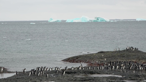 Antarctica. There are a lot of penguins resting on the rocks at Hope Bay. Antarctic Peninsula.