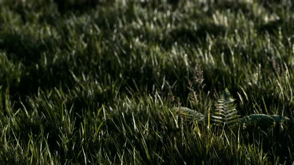 Soft Defocused Spring Background with a Lush Green Grass