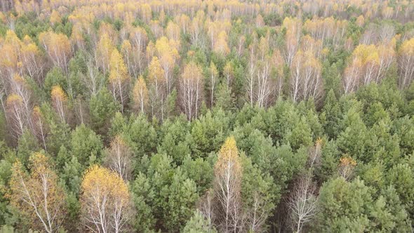 Forest with Trees in the Fall