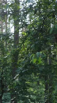 Vertical Video of a Forest with Trees