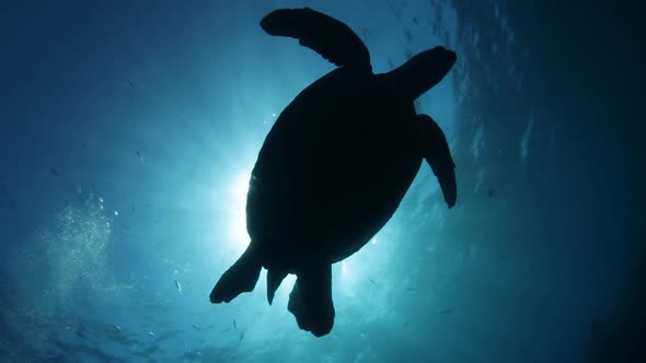 A silhouette of a sea turtle swimming in clear blue water above an underwater photographer