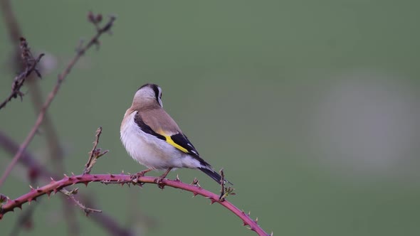 European goldfinch, Carduelis carduelis in the wild