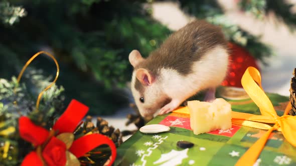 Close Up of Little Rat Near Christmas Tree