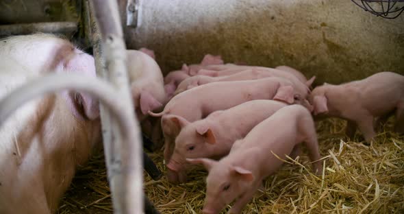 Pigs on Livestock Farm, Pigs Farm, Livestock Farm. Modern Agricultural Pigs Farm