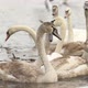 Young swans swim in winter river. - VideoHive Item for Sale