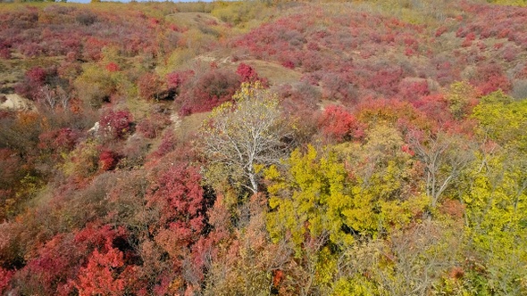 Scenic aerial view of autumn yellow-red forest