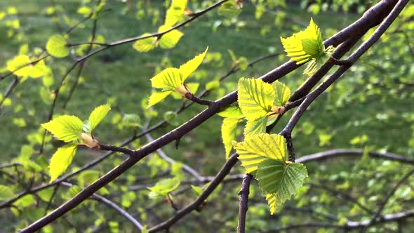 Birch branch with young small leaves swaying in light wind.