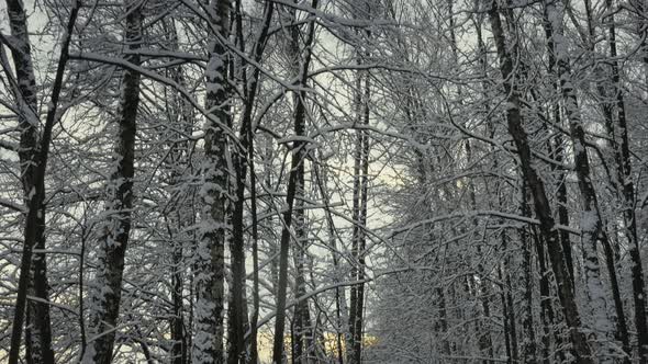 Walking Motion In Winter Snowy Forest Park