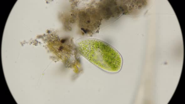 Paramecium Bursaria Protozoan 