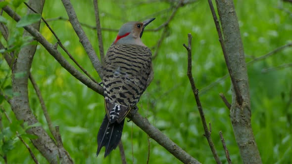 Yellow-shafted Norther Flicker bird perched with its striped back to the camera.