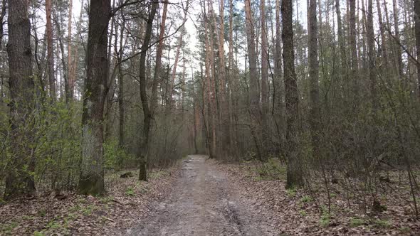 Road in the Forest During the Day Slow Motion / Videohive