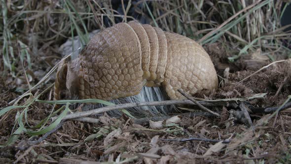 Armadillo foraging for food in grass and dirt