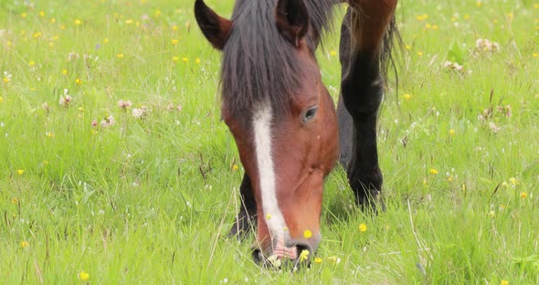 Horses Grazing on a Green Meadow in a Mountain Landscape