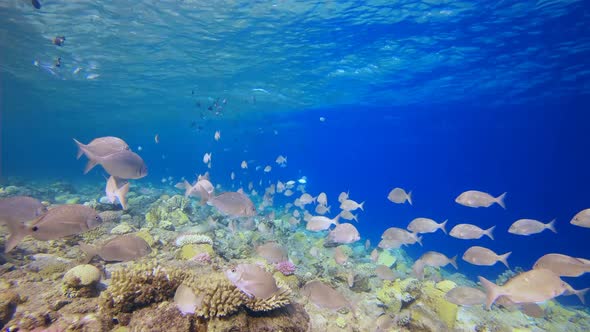 Underwater Tropical Sea Colourful Fish