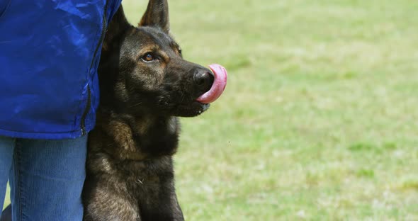 Shepherd dog with his owner in the field 4k