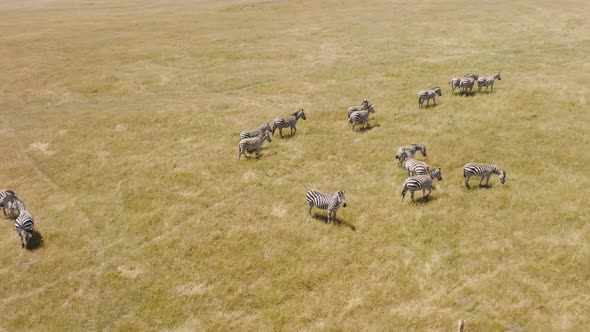 Slow Motion Aerial Footage of Cute Baby Zebra Foals Walking in Dry Grassy Meadow