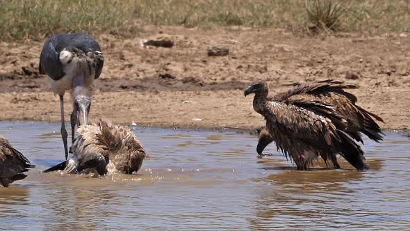 African white-backed vulture, gyps africanus, Group standing in Water, having Bath, Marabou Stork