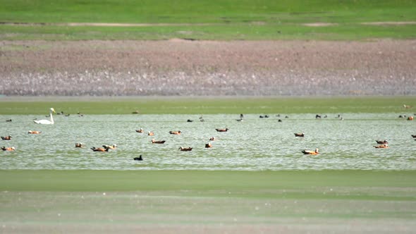 Wild Ruddy Shelduck Bird Family With Parents and Young Cubs in Natural Lake