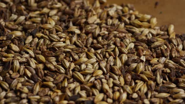 Rotating shot of barley and other beer brewing ingredients 