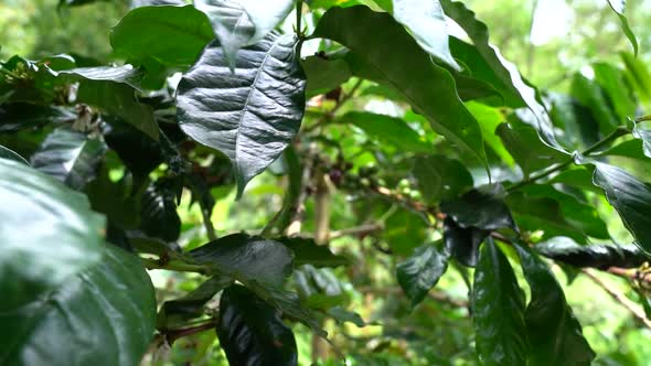 Coffee tree with green cherry beans in the farm