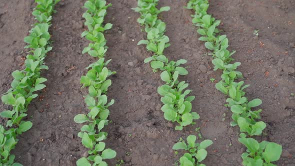 Beautiful Neat Garden Bed with Growing Radishes