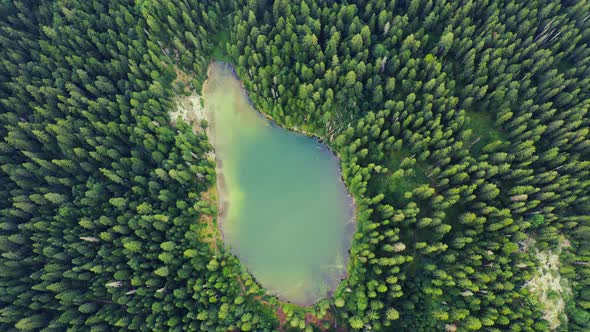 Aerial Top View on Fallen Old Pine Trees in Water on Mountain Lake  Zminje Jezero Montenegro