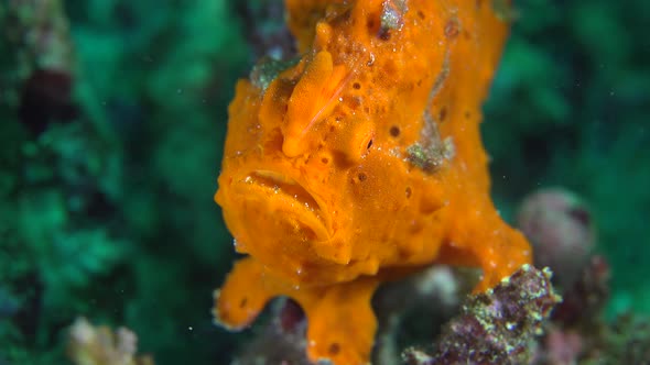 orange frogfish sitting on tropical coral reef.