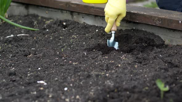 Woman Gardener Digs a Hole in Ground in Beds with Shovel and Plants Vegetables