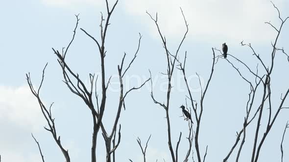 Birds On Top Of  Dry Tree Branch