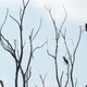 Birds On Top Of  Dry Tree Branch - VideoHive Item for Sale