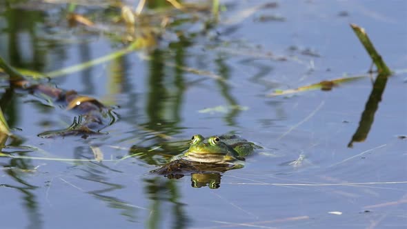 Frog in Water