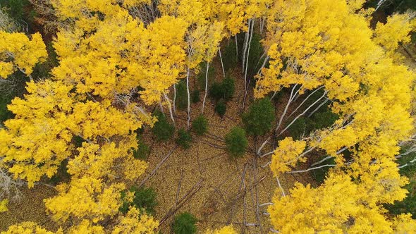 Flying down towards opening in aspen tree forest during the Fall in Idaho