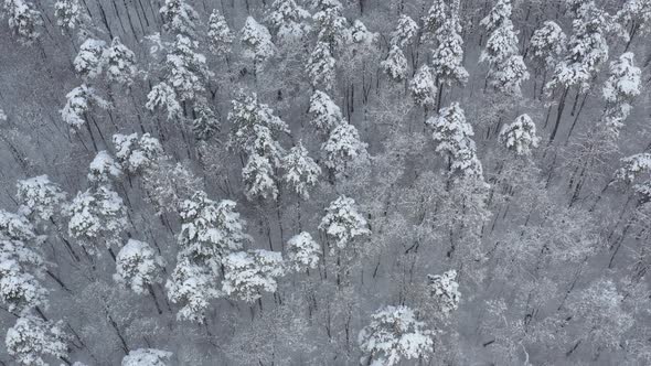 Top of the trees under white snow 4K aerial video