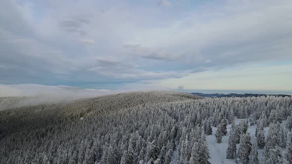Drone view of winter nature in Czechia. Snowy forest sunrise