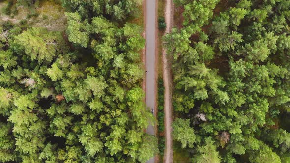 AERIAL: Two Cyclists Driving Through The Green Pine Forest