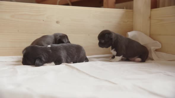 A newly walking and playful Japanese Chin, Chihuahua mix 3 week old puppy