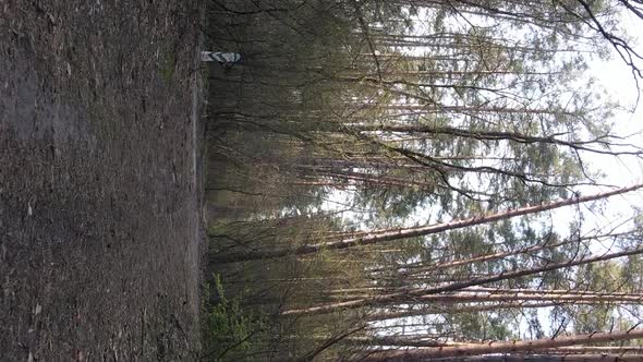 Vertical Video of a Road in the Forest